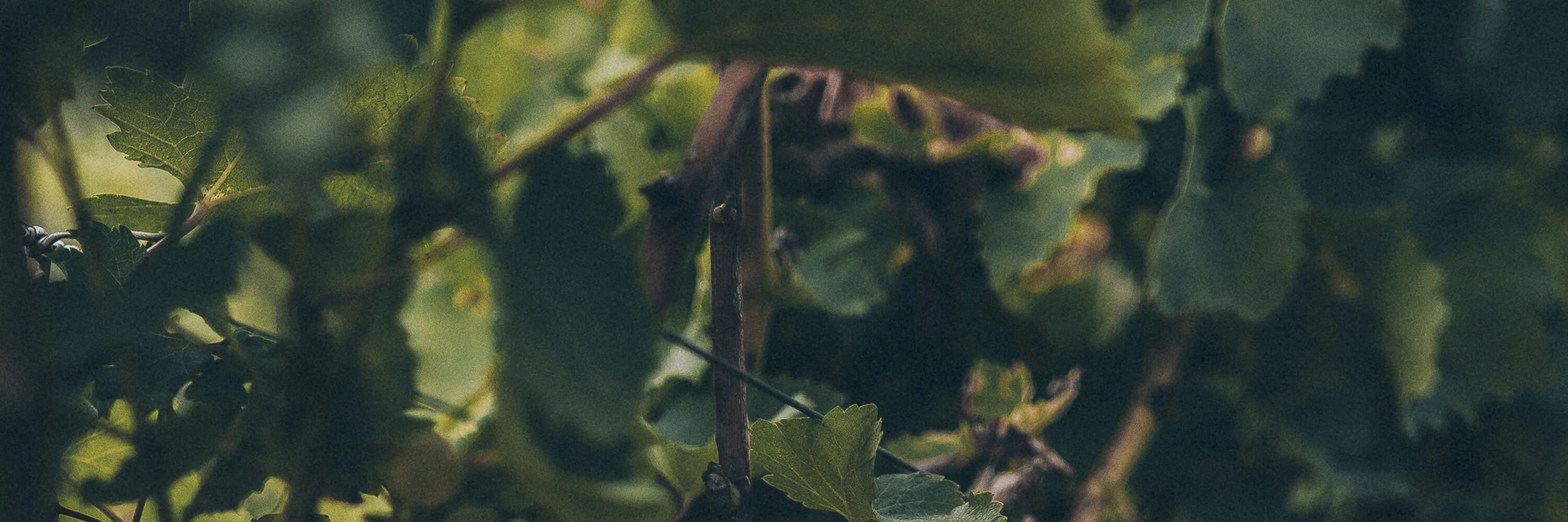 Vino Rosso